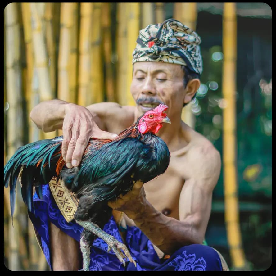 Balinese man holding a traditional rooster in rural Bali, wearing sarong and udeng – showcasing local culture and heritage.