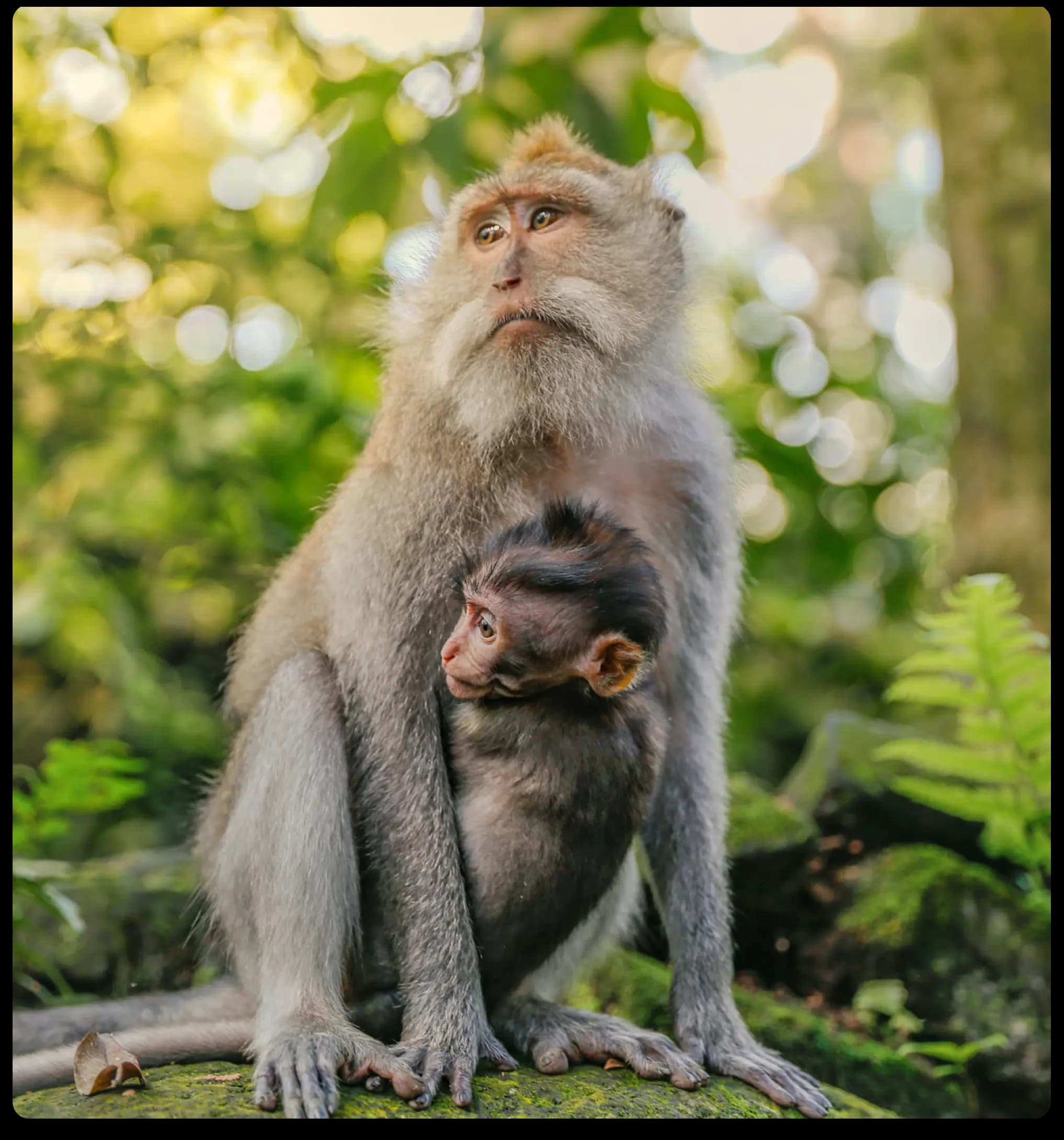 Mother and baby long-tailed macaque in Ubud Monkey Forest, Bali – wildlife attraction surrounded by lush greenery.